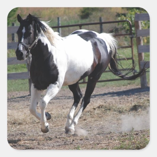 Pinto Paint Horse Quadratischer Aufkleber (Vorderseite)