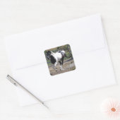 Pinto Paint Horse Quadratischer Aufkleber (Umschlag)