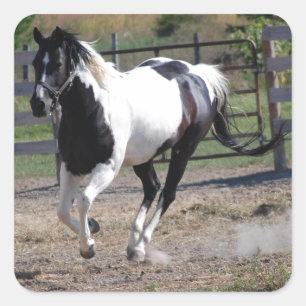 Pinto Paint Horse Quadratischer Aufkleber