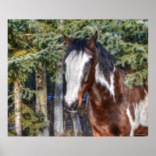 Pinto Paint Stallion & Evergreen Trees Poster (Vorne)