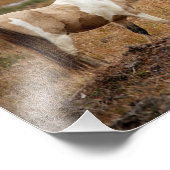 Pinto Pferd Fotodruck (Ecke)