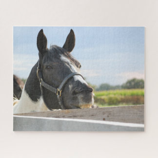 Pinto-Pferd kaut an einem Zaun Puzzle