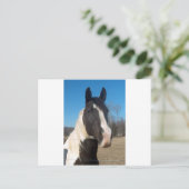 Pinto Pferd Postkarte (Stehend Vorderseite)
