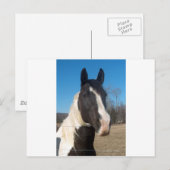 Pinto Pferd Postkarte (Vorne/Hinten)