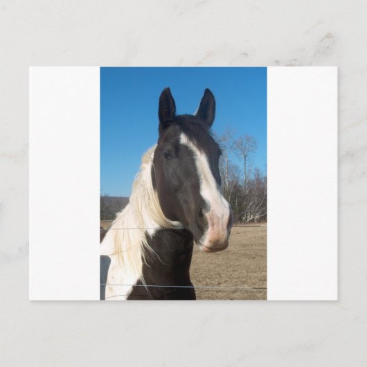Pinto Pferd Postkarte (Vorderseite)