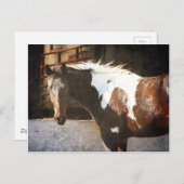 Pinto Pferd Postkarte (Vorne/Hinten)