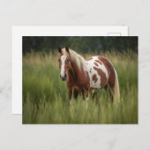 Pinto Pferd Postkarte (Vorne/Hinten)