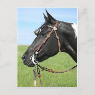 Pinto-Pferdepostkarte Postkarte