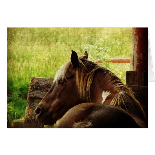 Pinto Pony (Vorderseite (Horizontal))