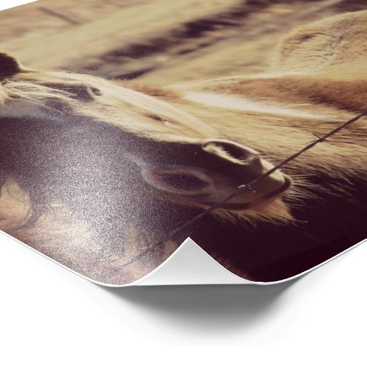 Pinto Pony Fotodruck (Ecke)