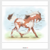 Pinto Pony Horse Educational Equine Anatomic Aufkleber (Blatt)