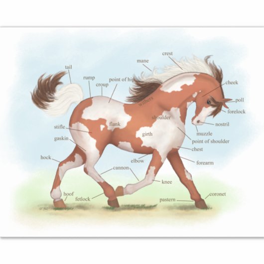 Pinto Pony Horse Educational Equine Anatomic Aufkleber (Vorderseite)