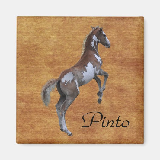 Pinto Pony Horse-Liebhaber Geschenk Magnet (Vorne)