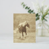 Pinto-Pony in Sepia Postkarte (Stehend Vorderseite)