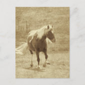 Pinto-Pony in Sepia Postkarte (Vorderseite)