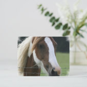 Pinto Pony Postcard Postkarte (Stehend Vorderseite)