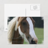 Pinto Pony Postcard Postkarte (Vorne/Hinten)