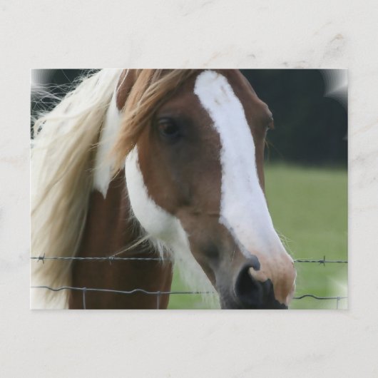Pinto Pony Postcard Postkarte (Vorderseite)