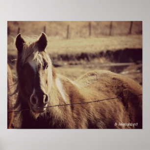 Pinto Pony Poster