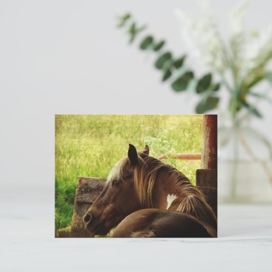 Pinto Pony Postkarte (Stehend Vorderseite)