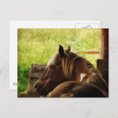 Pinto Pony Postkarte (Vorne/Hinten)
