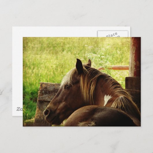 Pinto Pony Postkarte (Vorne/Hinten)