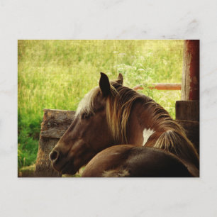 Pinto Pony Postkarte