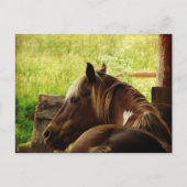 Pinto Pony Postkarte (Vorderseite)
