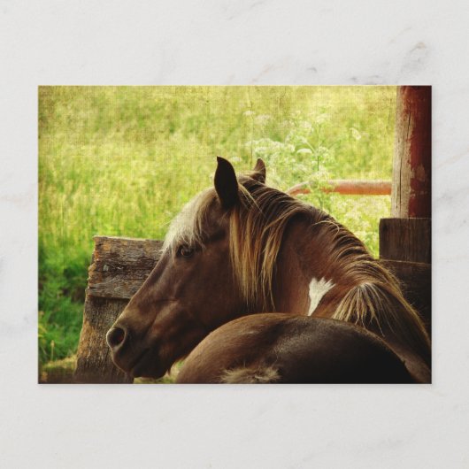 Pinto Pony Postkarte (Vorderseite)
