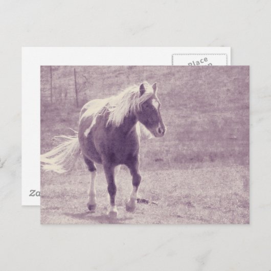 Pinto Pony Postkarte (Vorne/Hinten)
