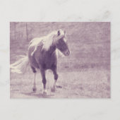Pinto Pony Postkarte (Vorderseite)