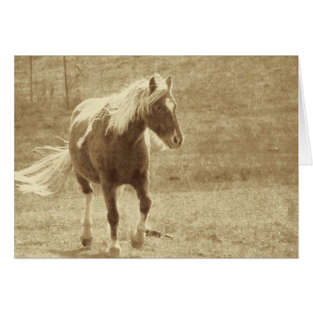 Pinto Pony Sepia (Vorderseite (Horizontal))