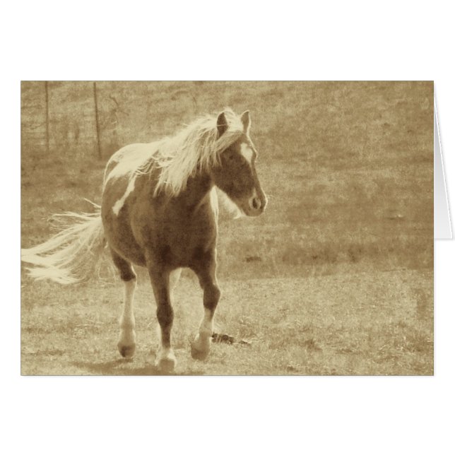 Pinto Pony Sepia Grunge (Vorderseite (Horizontal))