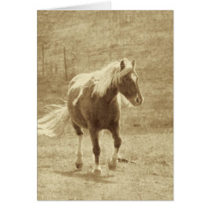 Pinto Pony Sepia, Vatertag