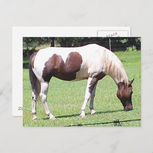Pinto Postkarte (Vorne/Hinten)