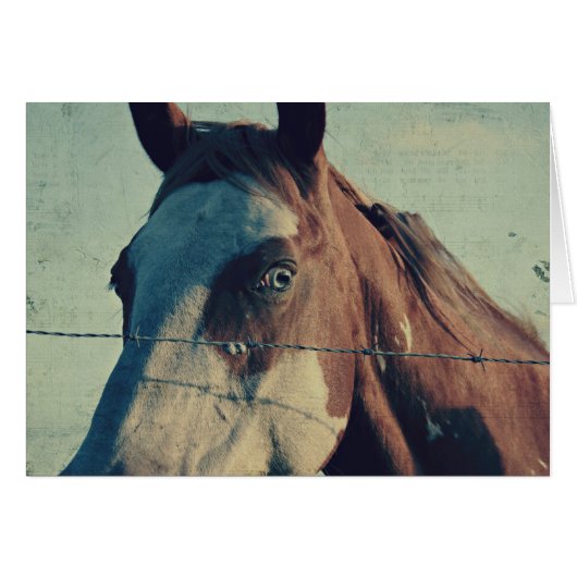 Pinto Song (Vorderseite (Horizontal))