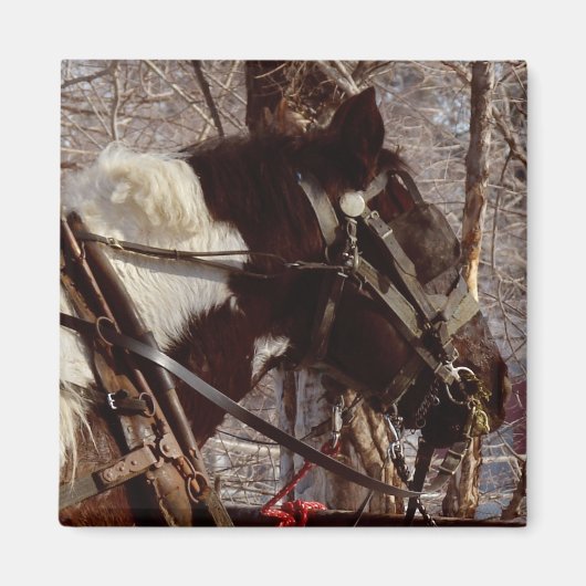 Pinto-Tiefpferd Magnet (Vorne)