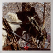 Pinto-Tiefpferd Poster (Vorne)