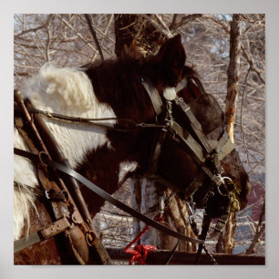 Pinto-Tiefpferd Poster