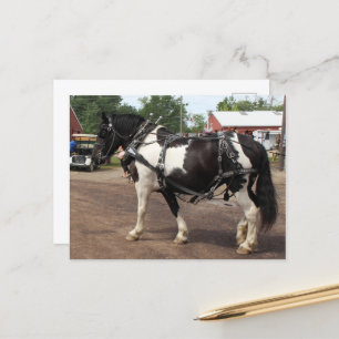 Pinto-Tiefpferd Postkarte