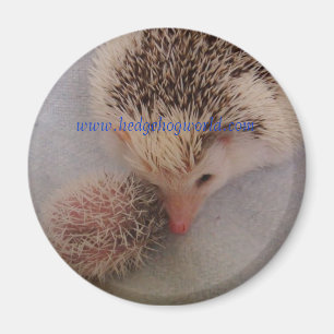 Pintopaarmagnet Magnet