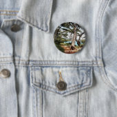 Pinus pinea Pinacoteca Button (Beispiel)