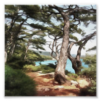 Pinus pinea Pinacoteca
