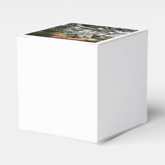 Pinus pinea Pinacoteca Geschenkschachtel (Vorderseite)