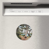 Pinus pinea Pinacoteca Magnet (In Situ (Geschirrspüler))