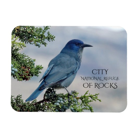 Pinyon Jay auf Juniper, Stadt Rocks, Idaho Magnet (Horizontal)