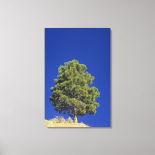 Pinyon Kiefer, Pinus essbar, Zion Nationalpark, Leinwanddruck