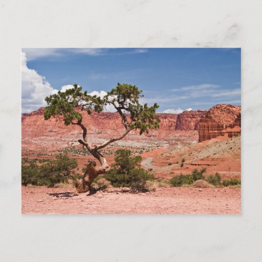 Pinyon Pine Tree Postkarte (Vorderseite)