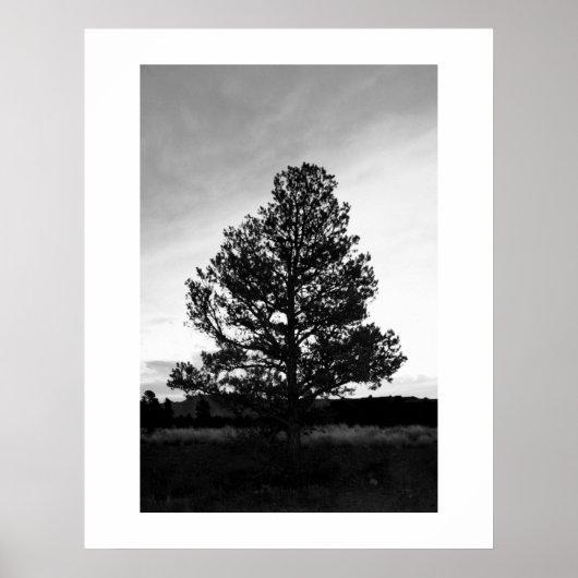 Pinyon Tree Silhouette Poster (Vorne)