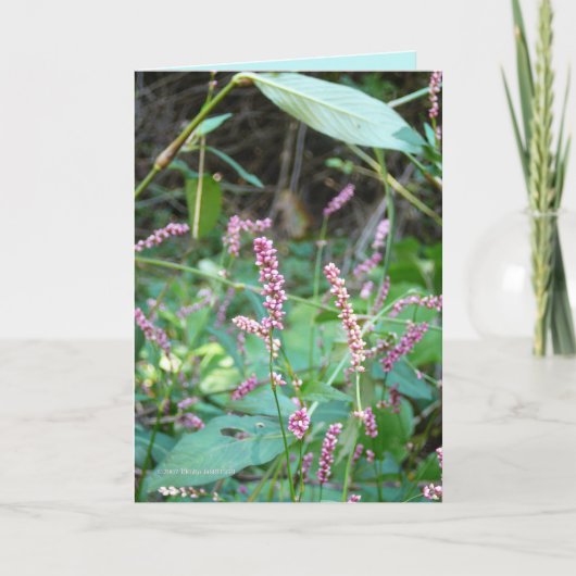 Pinzellenvorkommen Karte (Vorderseite)